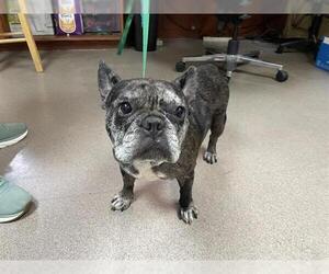 French Bulldog Dogs for adoption in Pasadena, CA, USA