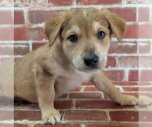 Collie-German Shepherd Dog Mix Dogs for adoption in Lakewood, CO, USA