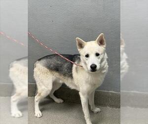 Siberian Husky-Unknown Mix Dogs for adoption in Las Vegas, NV, USA