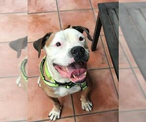 Bulldog Dogs for adoption in Miami, FL, USA
