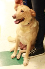 Labrador Retriever Dogs for adoption in Morganville, NJ, USA