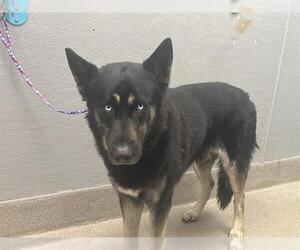 German Shepherd Dog-Unknown Mix Dogs for adoption in Las Vegas, NV, USA