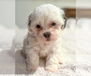 Shih-Poo Dogs for adoption in Corona, CA, USA