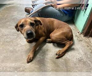 Labrador Retriever-Unknown Mix Dogs for adoption in Ocala, FL, USA