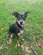 Miniature Pinscher Dogs for adoption in Flushing, NY, USA