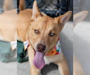 Golden Retriever-Unknown Mix Dogs for adoption in Tulsa, OK, USA