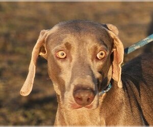 Weimaraner Dogs for adoption in Canton, CT, USA