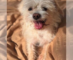 Maltese-Unknown Mix Dogs for adoption in W Hollywood, CA, USA