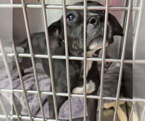American Pit Bull Terrier Dogs for adoption in Decatur, IL, USA