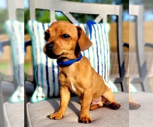 Dachshund-Unknown Mix Dogs for adoption in Marrero, LA, USA