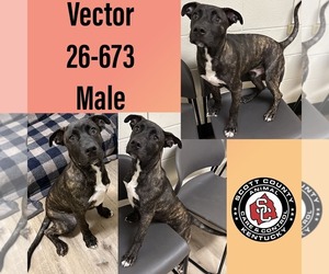 Mountain Cur-Unknown Mix Dogs for adoption in Georgetown, KY, USA