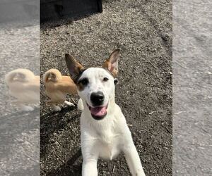 Mutt Dogs for adoption in Elmsford, NY, USA