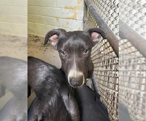 Border Collie-Unknown Mix Dogs for adoption in Stockton, CA, USA