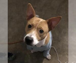 Basenji-Unknown Mix Dogs for adoption in Katy, TX, USA