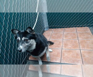 German Shepherd Dog-Unknown Mix Dogs for adoption in Downey, CA, USA