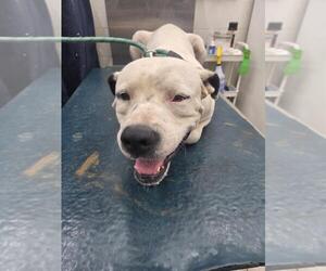American Bulldog-Unknown Mix Dogs for adoption in Mobile, AL, USA