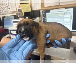 German Shepherd Dog-Unknown Mix Dogs for adoption in San Bernardino, CA, USA