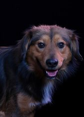 Australian Shepherd-Unknown Mix Dogs for adoption in Scotts Hill, TN, USA