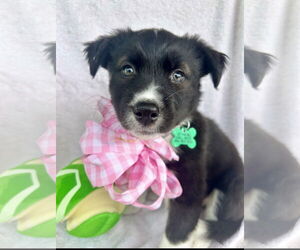 Borador Dogs for adoption in Royal Palm Beach, FL, USA