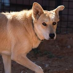 Carolina Dog Dogs for adoption in Kanab, UT, USA