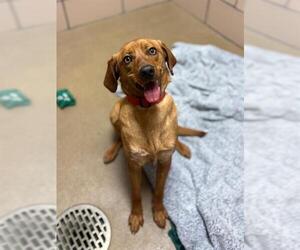 Redbone Coonhound-Unknown Mix Dogs for adoption in Fort Wayne, IN, USA