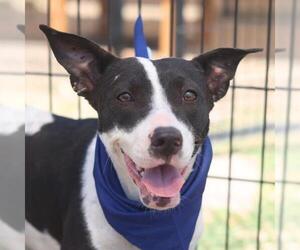 American Staffordshire Terrier-Unknown Mix Dogs for adoption in San Antonio, TX, USA