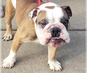 Bulldog Dogs for adoption in Smithfield, PA, USA