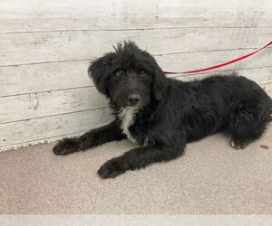 Poodle (Miniature)-Toy Fox Terrier Mix Dogs for adoption in San Bernardino, CA, USA