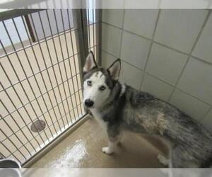 Siberian Husky Dogs for adoption in Rowayton, CT, USA