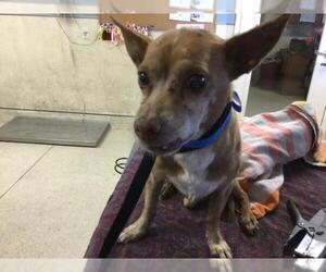 Chihuahua-Unknown Mix Dogs for adoption in Riverside, CA, USA