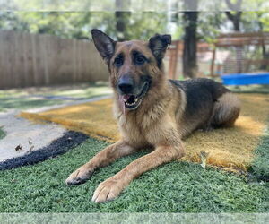 German Shepherd Dog Dogs for adoption in Leavenworth, KS, USA