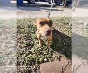 Chihuahua-Unknown Mix Dogs for adoption in San Antonio, TX, USA