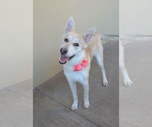 Huskies -Unknown Mix Dogs for adoption in McKinney, TX, USA