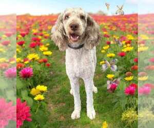 Goldendoodle Dogs for adoption in Scottsboro, AL, USA