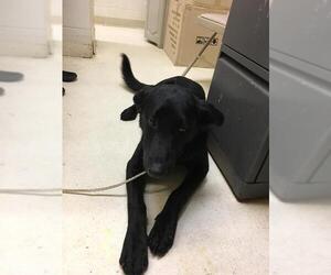 Shepradors Dogs for adoption in Albany, GA, USA