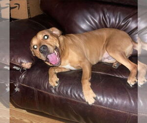 Mutt Dogs for adoption in Jackson Township, NJ, USA