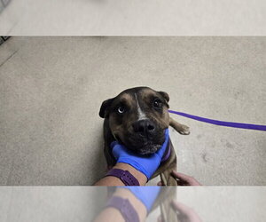 Mutt Dogs for adoption in Riverside, CA, USA