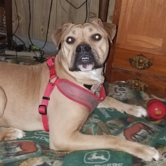American Bulldog Dogs for adoption in FAIRLAWN, OH, USA