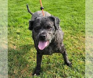 Poodle (Miniature)-Unknown Mix Dogs for adoption in Camarillo, CA, USA