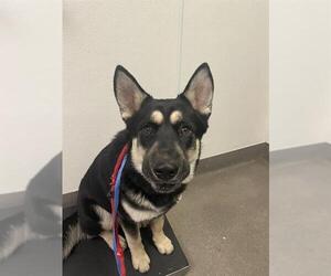 German Shepherd Dog-Unknown Mix Dogs for adoption in HESPERIA, CA, USA