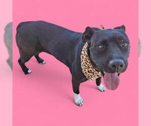 American Pit Bull Terrier Dogs for adoption in Bakersfield, CA, USA