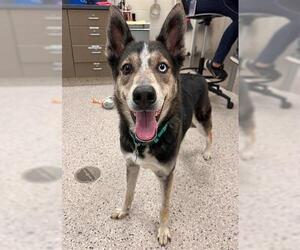 Siberian Husky-Unknown Mix Dogs for adoption in Brighton, CO, USA