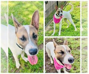 Mutt Dogs for adoption in San Antonio, TX, USA