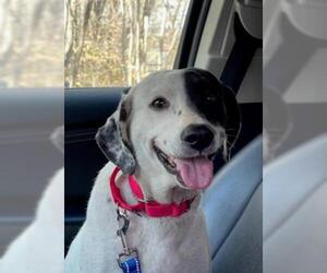 Pointer-Unknown Mix Dogs for adoption in Fredericksburg, VA, USA