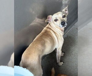 Chihuahua Dogs for adoption in San Bernardino, CA, USA