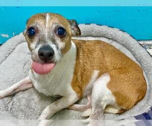 Jack Russell Terrier Dogs for adoption in Fort Lauderdale, FL, USA