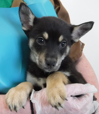 Medium Photo #1 Alaskan Husky-Unknown Mix Puppy For Sale in Morton Grove, IL, USA