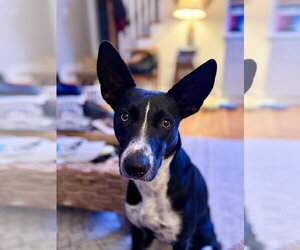 Border Collie Dogs for adoption in Oakhurst, NJ, USA