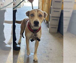 Gerberian Shepsky Dogs for adoption in Rancho Cucamonga, CA, USA