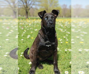 Catahoula Leopard Dog-Unknown Mix Dogs for adoption in Talladega, AL, USA